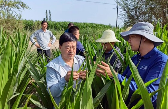 劉興斌一行到公司肅州區(qū)各制種基地調(diào)研制種玉米生產(chǎn)等情況